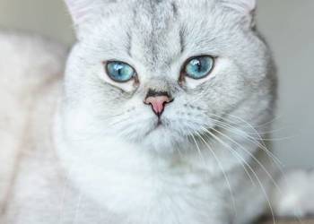 Kot Brytyjski point usługa krycia