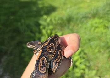 Pyton królewski, Black Pastel poss OD het pied.