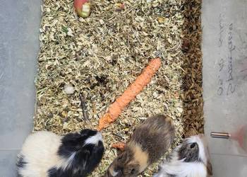 Świnki morska samiczka młodziutka