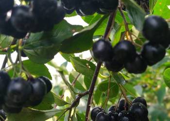 Aronia Owoce Aronii Ekologiczne Aronie Wysyłka Kurierem DPD