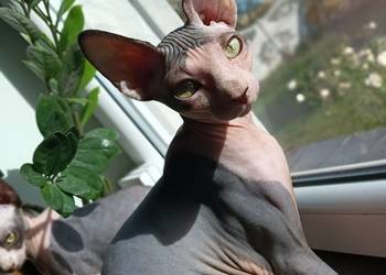 Kotka Sfinks Kanadyjski FPL