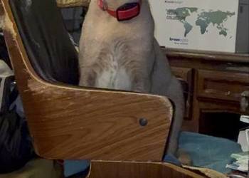 Karakal Stepowy Caracal dwuletnia samica