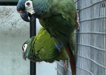 Ara marakana para lęgowa