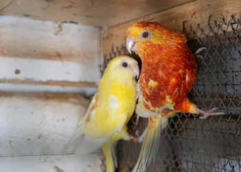 Świergoty para 2020/2022