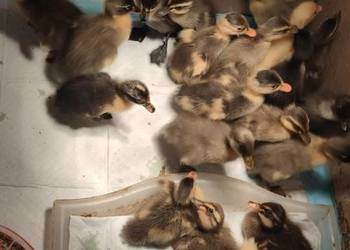 Pisklaki, pisklęta, pisklę kaczka biegus