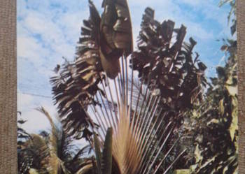 PALMY NA MAŁYCH ANTYLACH W GWADELUPIE