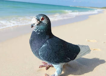 Gołębie Staropolskie i pocztowe