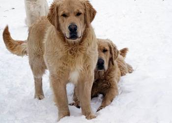 Golden retriever 8 miesięczne