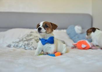 Jack Russell terrier fci sunia gotowa
