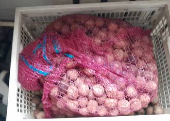 sprzedam orzechy włoskie