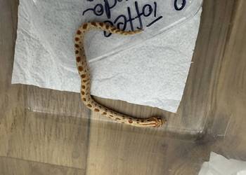 Wąż zbożowy i hybrydy oraz heterodon młode ładne kolorki