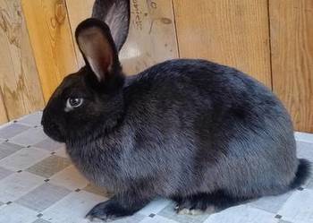 Samica zakocona polecam Samica zakocona polecam