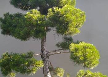 Drzewko Bonsai niwaki Sosna Mugo 275cm - Pušis Juodoji
