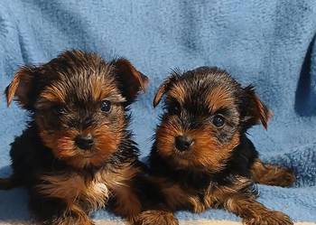 yorkshire terrier suczka samiec mini czarno złota