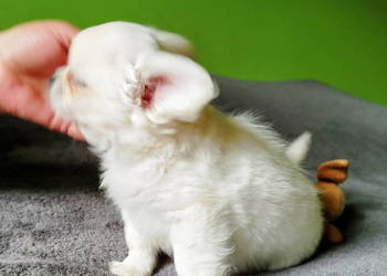 Chihuahua maleńki piesek
