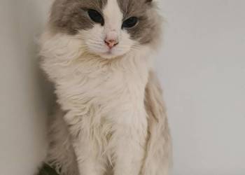 Ragdoll, 3 lata, rodowód FPL, niekastrowany – piękny dorosły kocur