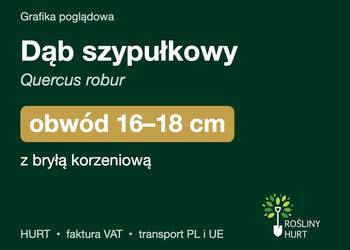 Dąb szypułkowy (Quercus robur) obwód 16-18 cm, z bryłą – HURT