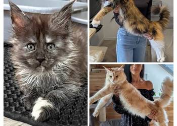 Maine Coon kotka opcja do hodowli po Championach