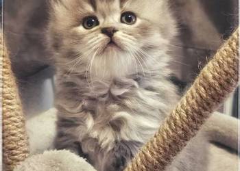 Kotek brytyjski długowłosy. Słodziak