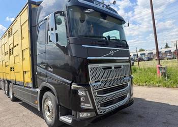 Auto do przewozu bydła, żywca zwierząt Volvo FH16 550