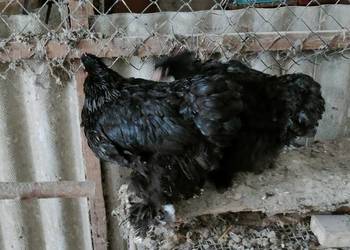 Kury kochiny olbrzymie