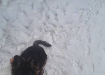 Sprzedam owczarka niemieckiego