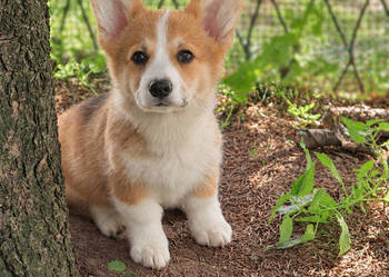 Welsh Corgi Pembroke Chłopak