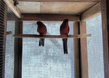 Rozella Królewska para 2019 roku