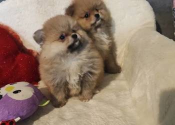 Pomeraniany szczenięta