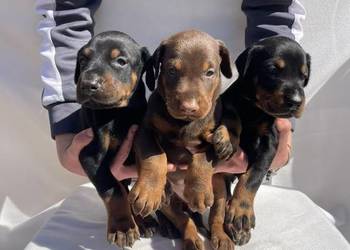 Doberman – Piękne Szczenięta