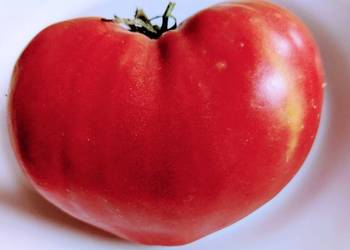 Bavole serce duże nasiona kolekcjonerskie