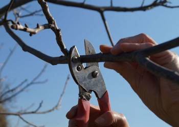 przycinanie ksztaltowanie drzewek krzewow owocowych