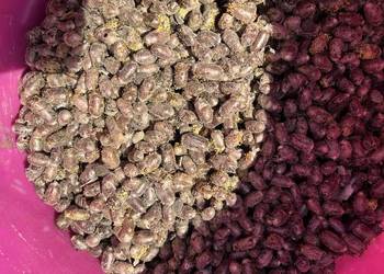 Sprzedam pszczoły murarki