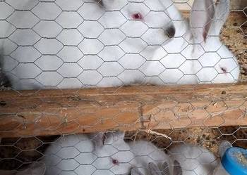 Kroliki kalifornijskie