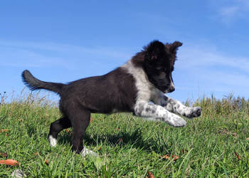 Suczka BORDER COLLIE z pełną dok. - przebadani rodzice z super pochodzeniem