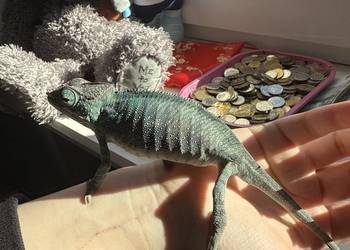 Kameleon Lamparci  z terarium i pełnym potrzebnym wyposazeniem