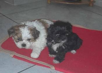 Pieski shih-tzu