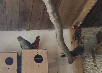 Sprzedam rozelle królewskie Sprzedam rozelle królewskie