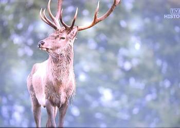 Telewizor Sharp LC-40CFG6352E