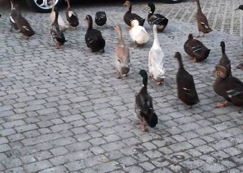 Kaczki biegusy, biegusy indyjskie.