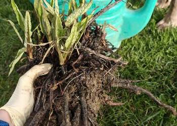 Żywokost lekarski sadzonki na nalewkę maść do posadzenia