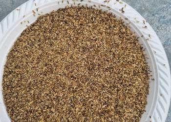 Nasiona szczeci karma dla ptakow