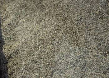 Sprzedam owies /pszenżyto