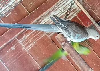 Księżniczka Walii 2023r. (samica)