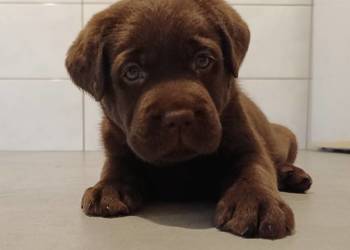 Labrador Retriever Czekoladowa Suczka Zkwp/FCI