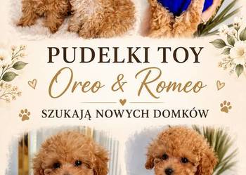 Mini pudelki toy Romeo Oreo b.genetyczne