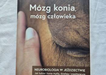 Mózg konia mózg człowieka