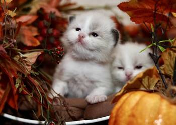 Ragdoll bracia bicolor