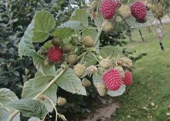 Sadzonki maliny letniej odmiany Benefis i Przehyba