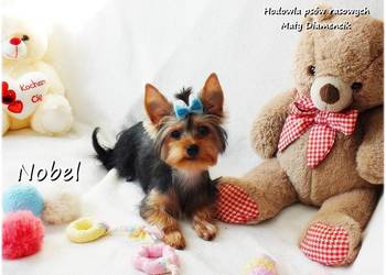 York Yorkshire Terrier Malutki Mini Piesek NOBEL z Rodowodem i Wyprawką